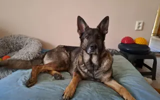 Pomozte Bailey znovu běhat bez bolesti