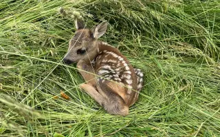 Záchrana srnčat a dalších zvířat před jistou smrtí při senoseči