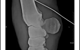 Pomozme Kokosovi znovu běhat