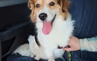 POMOC PRO FOXÍČKA - ZDRAVÝ DECH A PROTÉZA