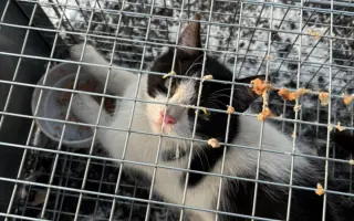 Pomoc s úhradou veterinárních nákladů 🙏