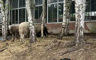 Seno pro zachráněná zvířata.