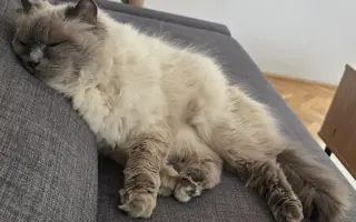 Vaše pomoc vrátí Martinovi zdraví a radost 😺🐾