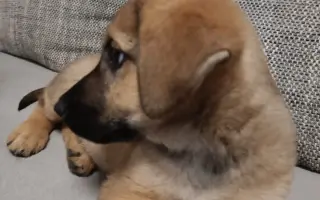 Darujte prosím Roxy život – šance na operaci a další roky plné radosti