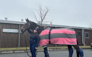 Pomozme Kokosovi znovu běhat