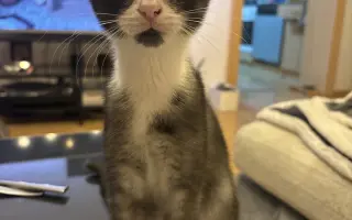 Pomozte zachránit roční Olivku v boji s FIP a FeLV♥️