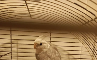 Zvířecí štěstí - pomoc pro hendikepované ptactvo