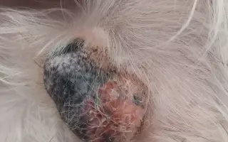 Pomoc nejlepšímu parťákovi Charliemu v boji s nemocí