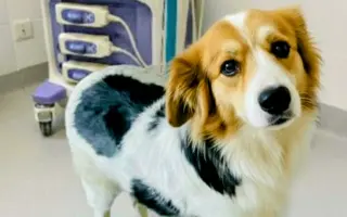 POMOC PRO FOXÍČKA, ASPENA A TAFFY-JACKA