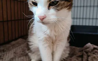 Pomoc s úhradou veterinárních nákladů 🙏