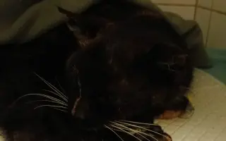 KOČIČKY V NOUZI - POMOZTE NÁM ZACHRÁNIT JEJICH ŽIVOTY