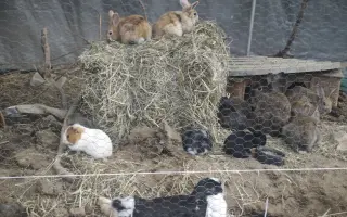Sucho vypálilo pastviny. Zachráněná zvířata potřebují seno.