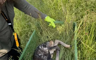 Dron - naděje pro srnčata