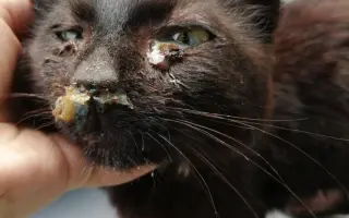 Proměňme společně kočičí svět v lepší místo 🐈