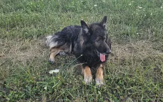 Bojujeme o život Ziwa