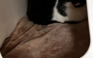 Pomozte nám zachránit 14 koček v ohrožení života!