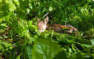 Záchrana srnčat při senoseči pomocí dronu