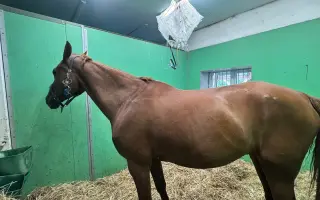Pro nemocného koníčka Arona se zlatým srdcem ♡