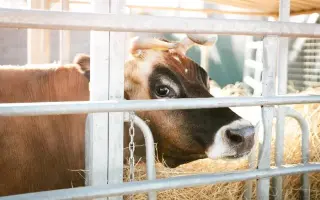 Srdce pro útulek Tibet – Společně zachraňujeme zvířecí životy