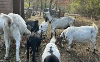 Krmení a seno pro zachráněná zvířata