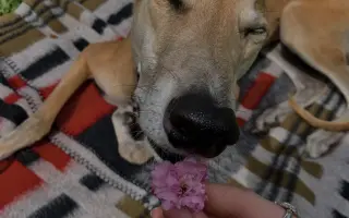 Prosíme o pomoc Tequile po operaci plíce, aby mohla dále skotačit