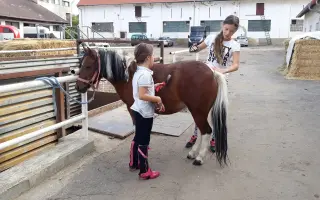 Důstojný život pro naše koňské kamarády