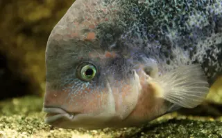 Vytvořme rybkám lepší domov!