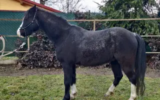 Nový kůň do hiporehabilitačního týmu