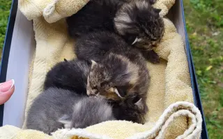 Pomohli jste uhradit veterinární péči pro kočičky z Kočičího štěstí, z.s.