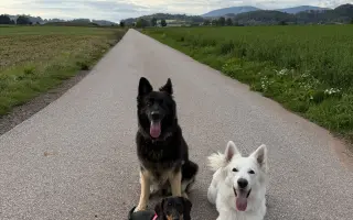 Pomozme Daisy znovu běhat 🐾