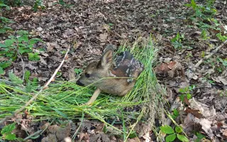 Mláďata na jaře, ostatní zvířata celoročně - ti všichni nás potřebují!