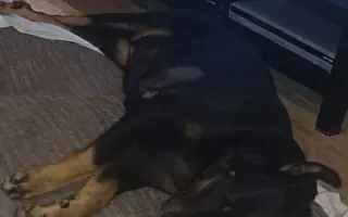 Mladou fenku srazil vlak, pomožme jí k pohybu rehabilitací.