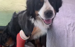 Brdy ji schovaly, lidé ji našli - pomozme fence Týnce uzdravit tlapku 🐾