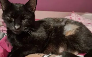 Pomoc pro kočky a koťátka Kočky u Katky