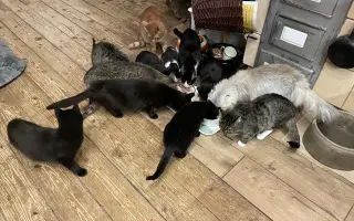 Pomozte❤️ Srdce pro zvířata - naděje pro opuštěné