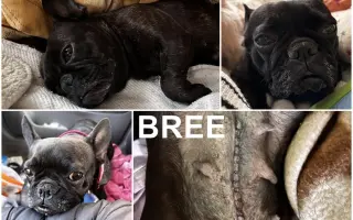 🙏🐾 Prosíme: "Pomozte nám uhradit veterinární péči pro pejsky bez domova." 🐾🙏