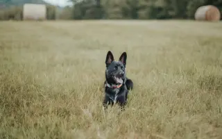Zdravé srdíčko pro Merlina