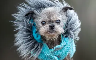 Voříškov prosí o pomoc pro psí útulkáče, poničku Babuňu, kočky a další zvířátka