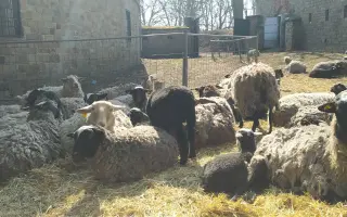 Dejte druhou šanci pro ovčí stádo