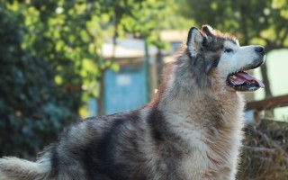 Pomozte devíti chlupáčům a psí mámě v těžké životní situaci