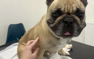 Podpořme Bubbu, statečnou buldočici na vozíčku