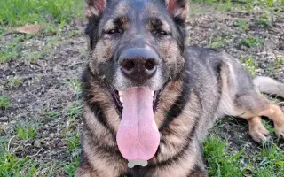 Pomozte Bailey znovu běhat bez bolesti