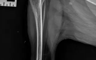 Shamy bouje s bolestí. Pomozme jí prožít stáří důstojně