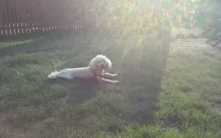 Spřízněné duše – léčba pro maxi a mini fenku ❤️