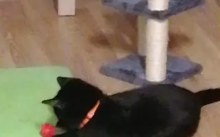 Pomoc Panu Černá Fazole překonat FIP