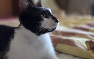 Staňte se nadějí pro kočičky bez domova
