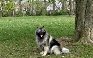 Skok pro dlouhý život Jadzi 🐺