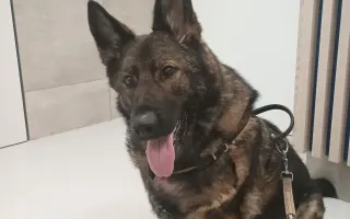 Pomoc Furině v boji s lupusem (SLE)