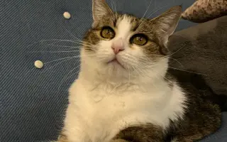 💖 Pomozte Uličnici porazit karcinom mléčné lišty! 🐱