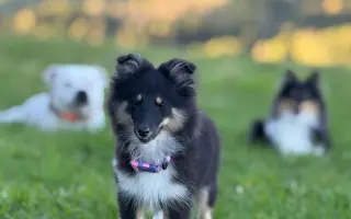 ❤️ THYRA CHCE ŽÍT. POMŮŽETE NÁM ZACHRÁNIT JEJÍ SRDÍČKO?